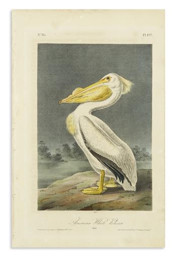 AUDUBON, JOHN JAMES. American White Pelican. Plate 422 * Brown Pelican. Plate 423.